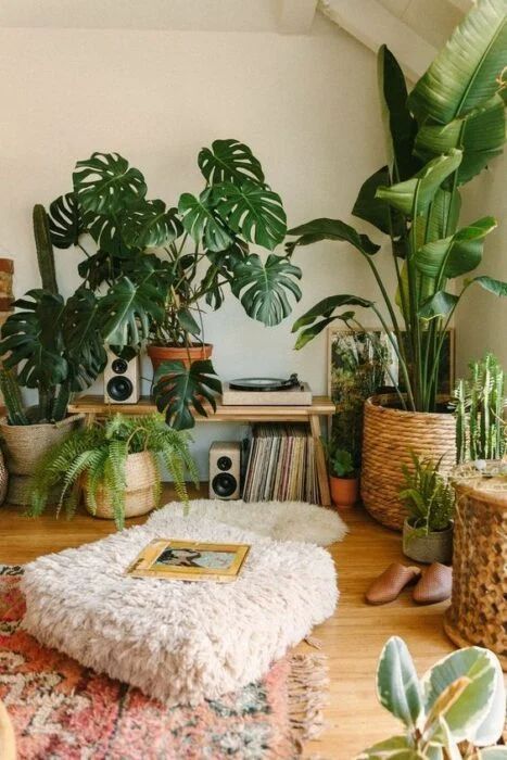 Un Refugio Verde: Plantas de Interior para tu Bienestar